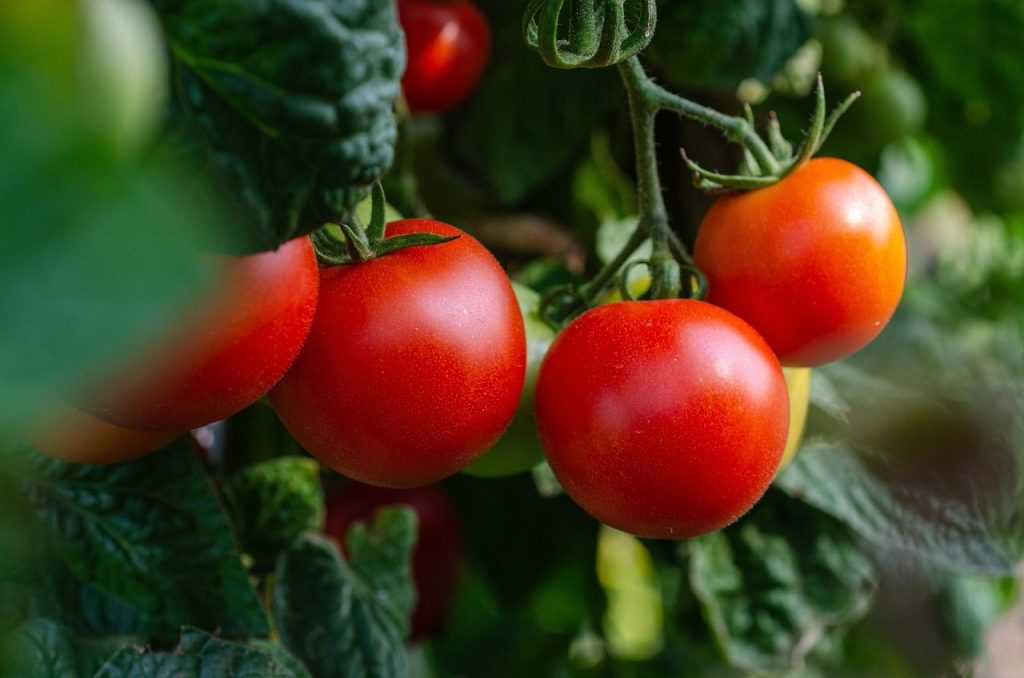 tomatoes, vegetables, fresh, bush, garden, nature, healthy, harvest
