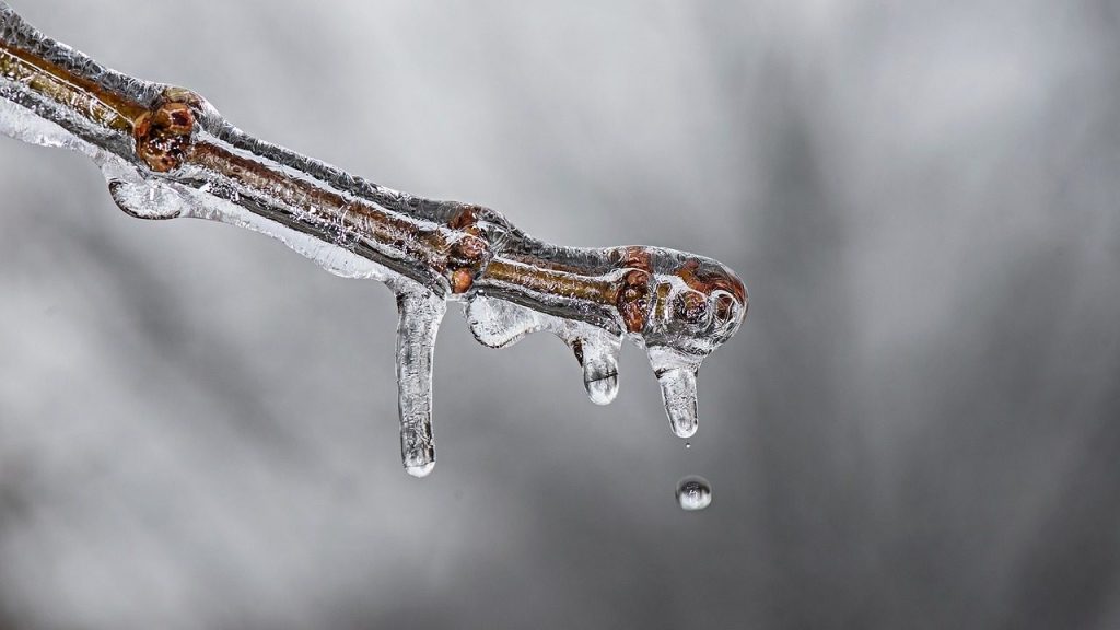 ice, melt, frost, melting, frozen, droplet, drop, winter season, winter, cold, nature, twig, branch, sprig, tree, climate, outdoors, close up, drip, ice, melt, melt, melt, frost, melting, melting, frozen, winter, winter, winter, twig, climate, climate, climate, climate, climate