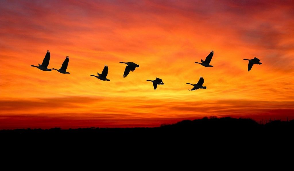 birds, flock, flying, migration, migrating, birds migrating, fly, geese, animals, sky, nature, migration, migration, migration, migration, migration