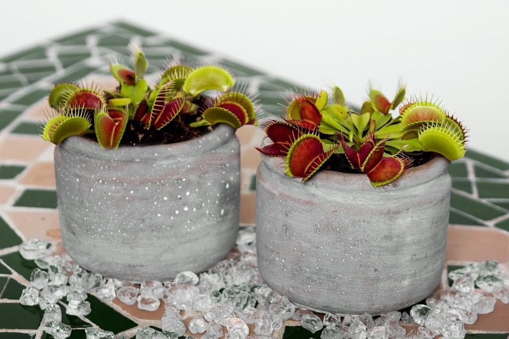 venus flytrap, flower background, carnivorous plant, carnivorous, beautiful flowers, flower wallpaper, flower, nature, plant