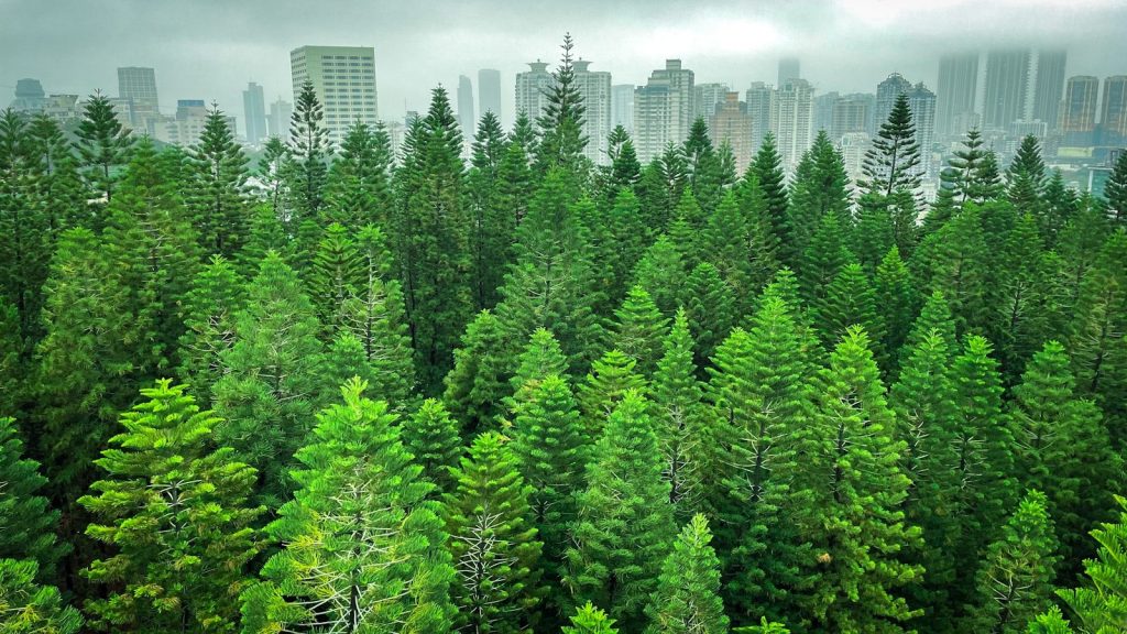 a view of a forest with tall buildings in the background
