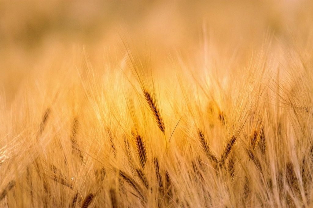 wheat, field, agriculture, farm, nature, farming, landscape, rural, countryside, summer, wheat, wheat, wheat, wheat, wheat