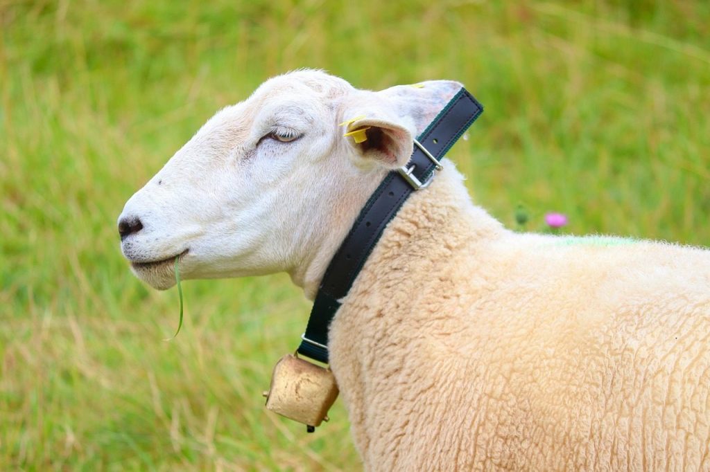 the sheep, animal, sheep, collar, bell jar, bells, portrait, pasture, meadow, sheep breeding, agriculture mammal, farm yard, cattle, wool, fur, farm animal, the world of animals, nature