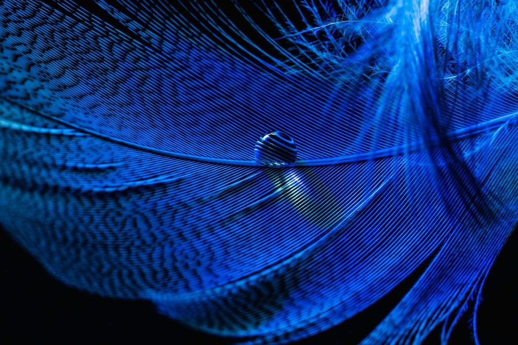 macroperspective, feather, down, dew, blue light, dewdrop, waterdrop, lichtspiel, blue, macro, close up, feather, feather, feather, blue, blue, blue, blue, blue