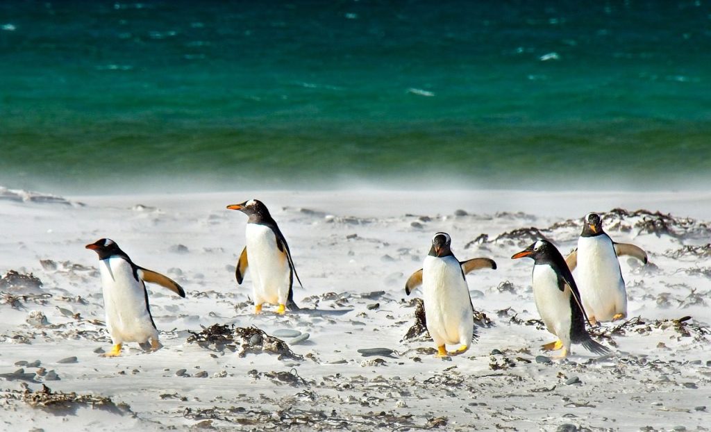 penguins, ocean, sea, nature, birds, beach, colony, wildlife, penguins, penguins, penguins, penguins, penguins