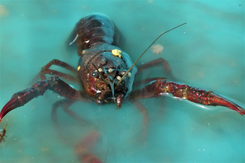 lobster, crustacean, shellfish, seafood, lobster, lobster, lobster, lobster, lobster
