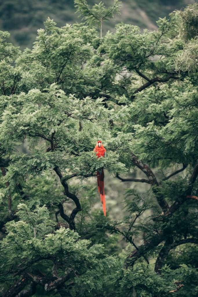 short-beak red bird on tree