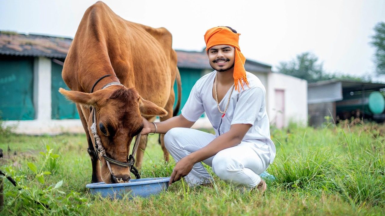 cow, cattle, farmer, feeding, man, animal, agriculture, animal husbandry, livestock, nature, farmer, farmer, farmer, farmer, farmer, animal husbandry, animal husbandry, livestock