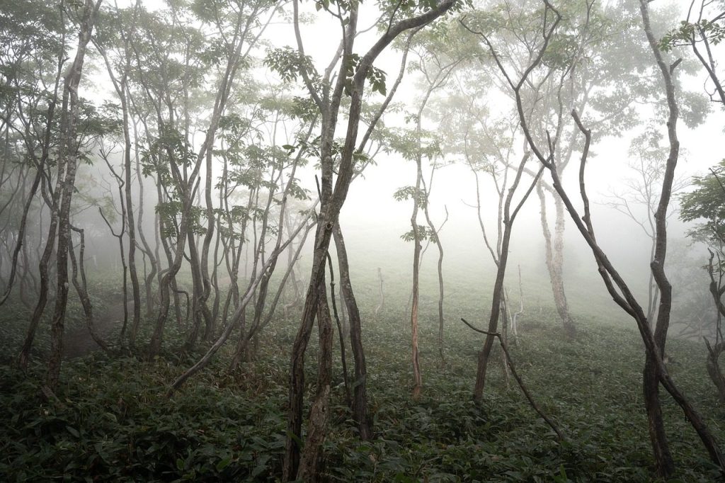 fog, trees, forest, nature, woods, mist, trees, trees, trees, forest, forest, forest, forest, forest, nature, nature