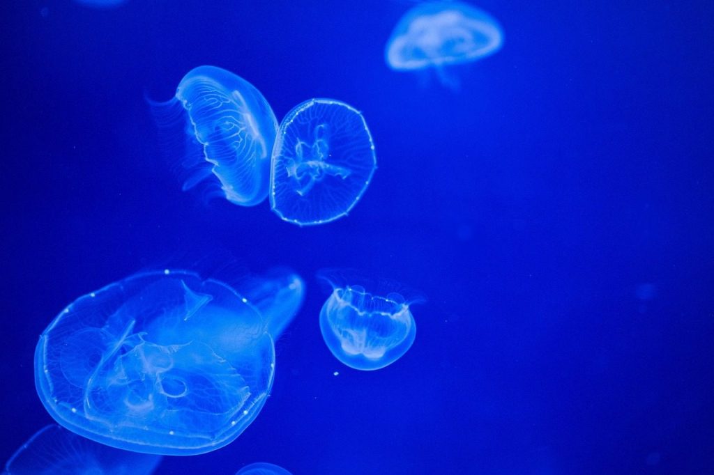 jellyfish, sea, nature, water, stinging, marine, species