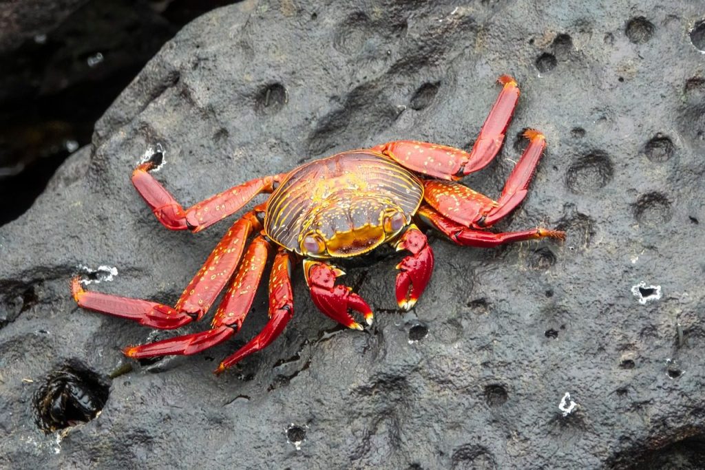 crab, grapsus grapsus, nature, sally lightfoot crab, red rock crab, galapagos, wildlife, sea, red, rock