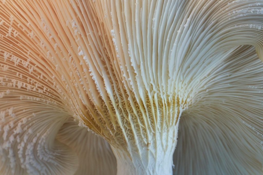 mushroom, oyster, mycology, nature, macro, texture, closeup, mushroom, mushroom, mushroom, mushroom, mushroom, texture