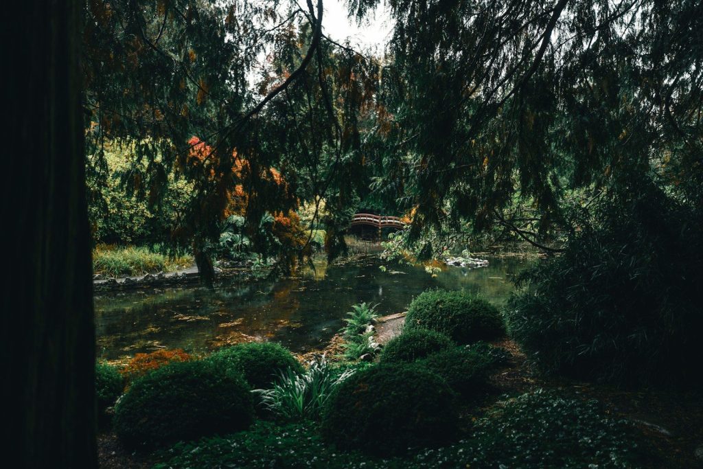 A serene garden with a pond and lush greenery