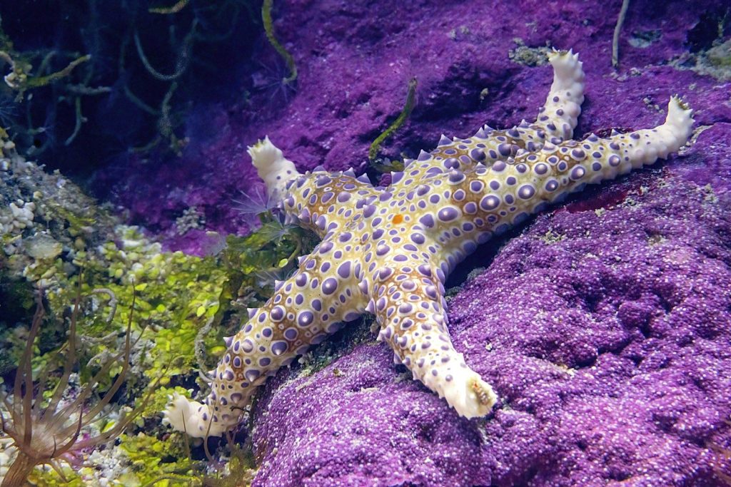 A starfish rests on purple and green coral.