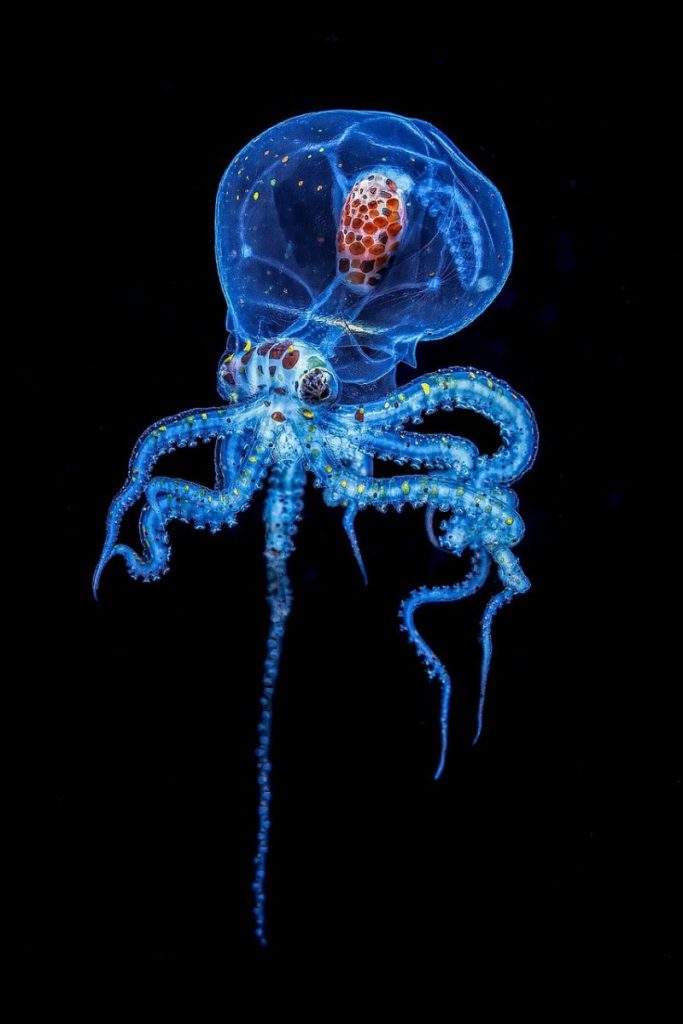 octopus, glow, bioluminescence, underwater, creature, nature, sea, tentacles, octopus, octopus, octopus, octopus, octopus, tentacles