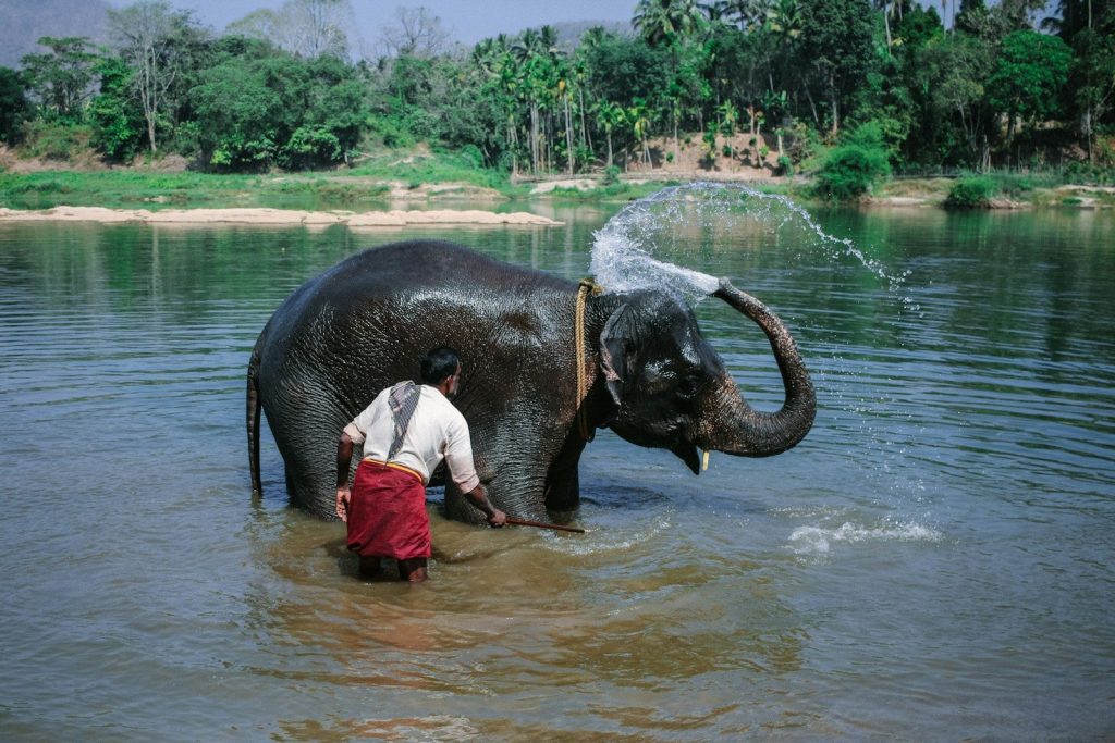 man near elephant taking bath at river during daytime