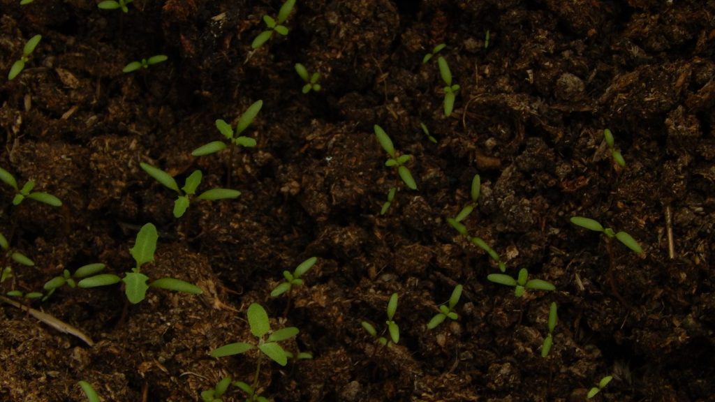 Tiny green sprouts emerging from dark soil