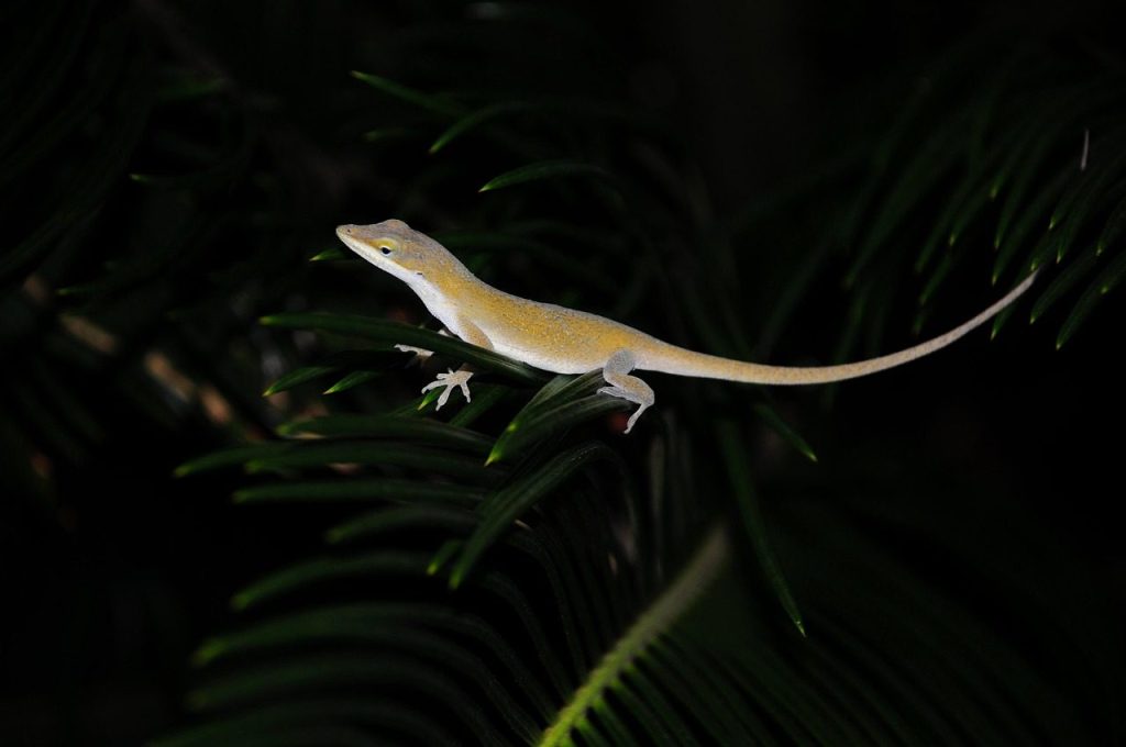 lizard, reptile, nature, wildlife, plant, garden