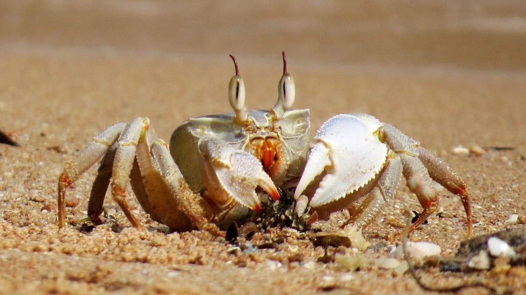 crab, sea, pliers, nature, close-up, cancer, shellfish, sea creatures, animals, hermit crab, creature, eyes, crawling animal