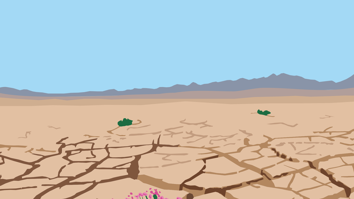 desert, drought, africa, nature, green, survivor, pink flowers, lack of water