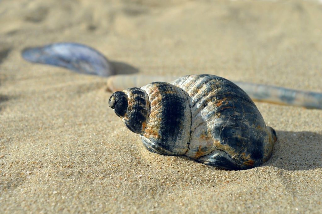 shellfish, mollusk, casing, shell, spiral, shell spiral, crustaceans, sleeve, beach, nature, maritime, summer, was standing, vacation, to travel, texture, aquatic animals, coast, hd background, sea animals, nature background, whelk, horn snail, snail shell