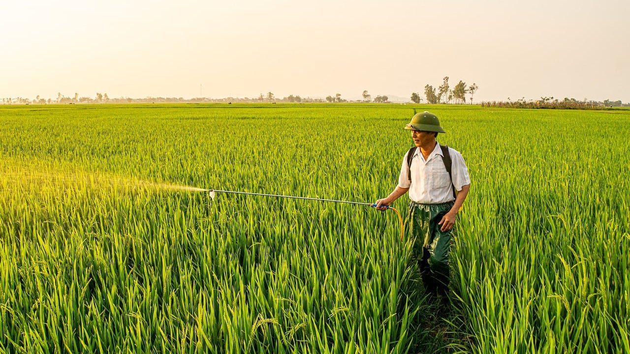 agriculture, nature, wheat, field, green, farming, summer, farm, food, rice, vietnam, farmer