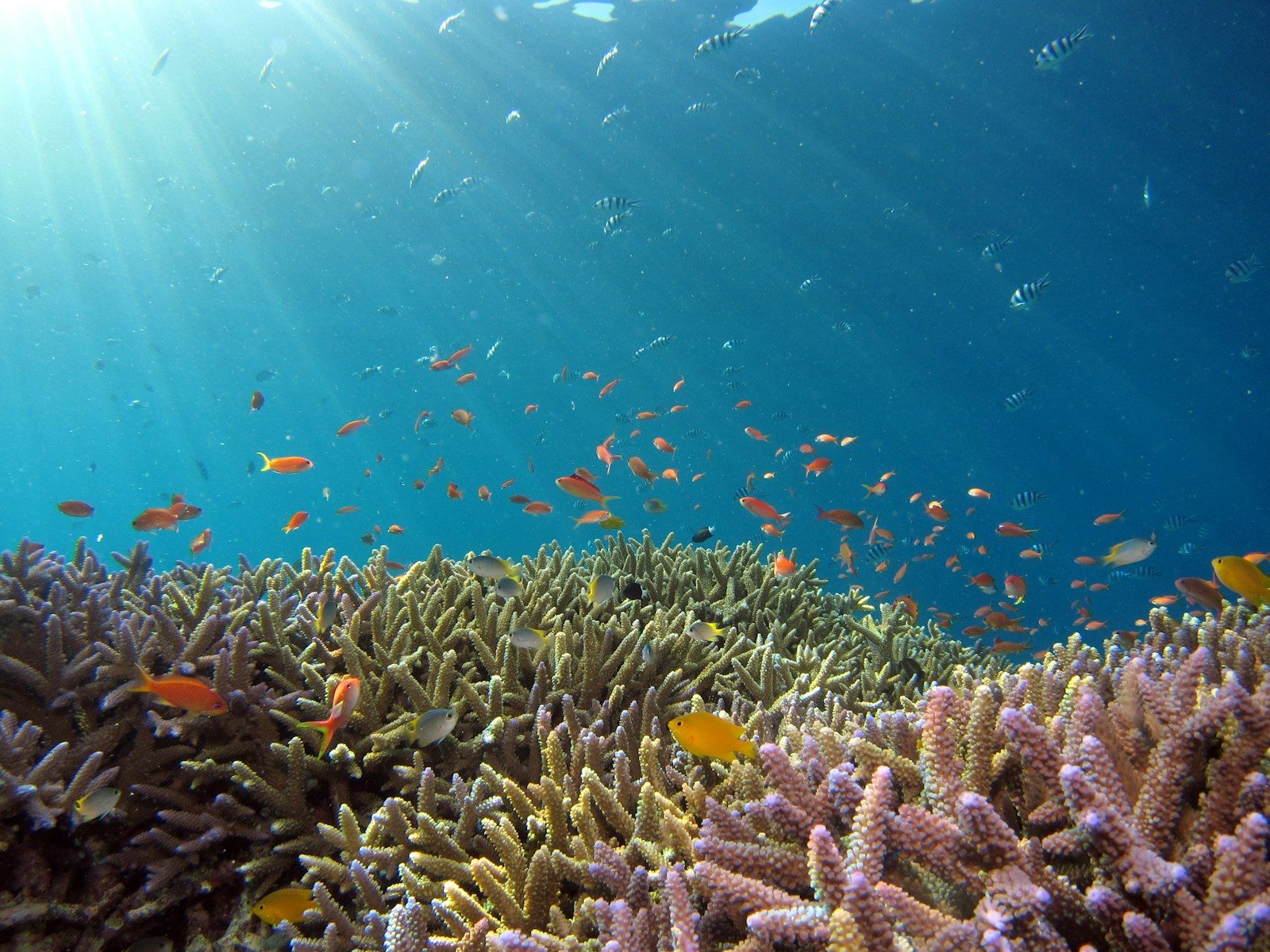 Why the deep Pacific is still one of Earth’s least-known worlds