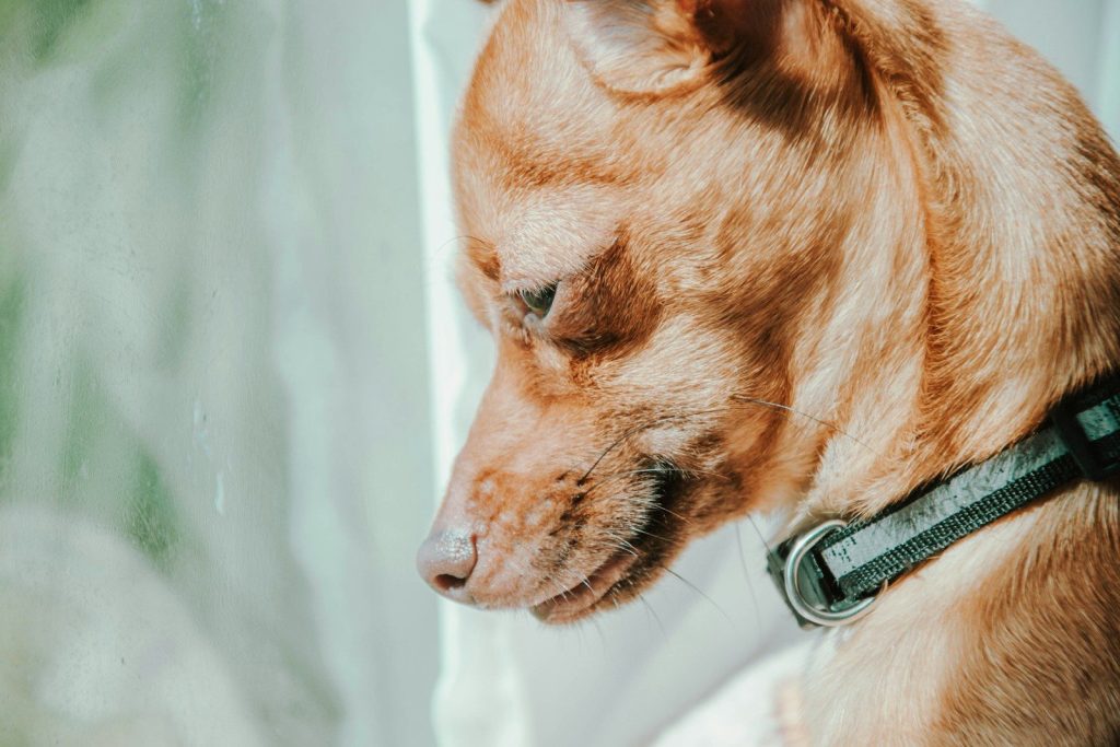 A brown dog with a collar looking out window