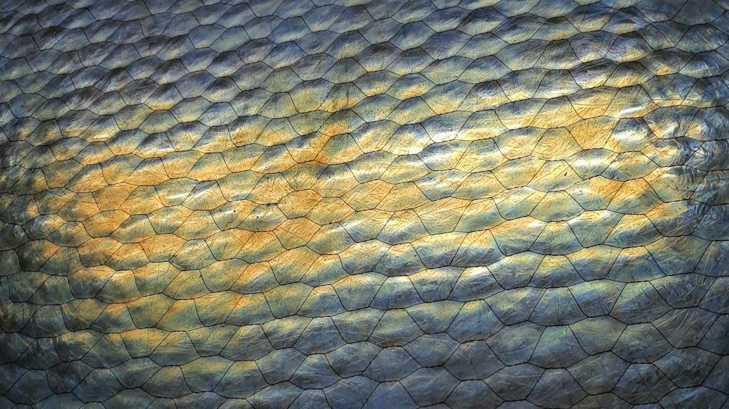 blue and white thick pile textile
