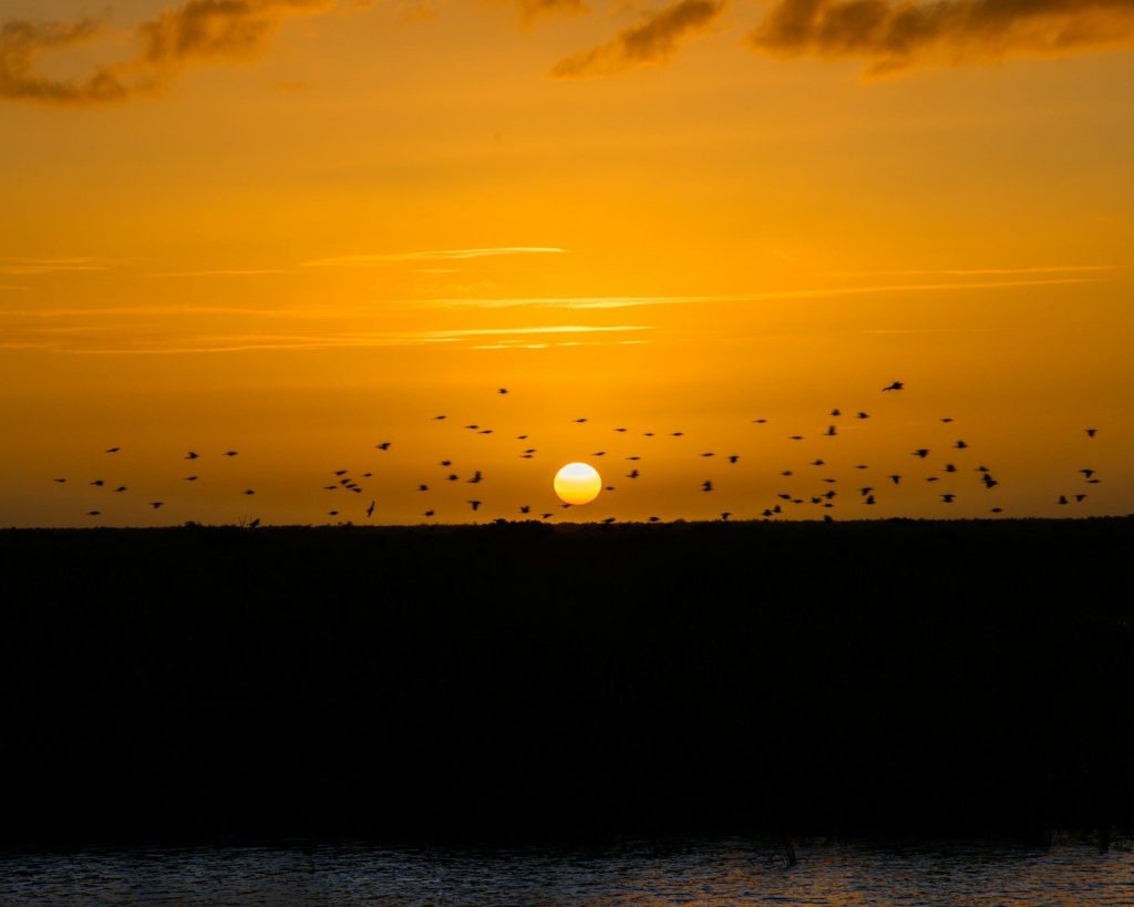 a flock of birds flying in the sky