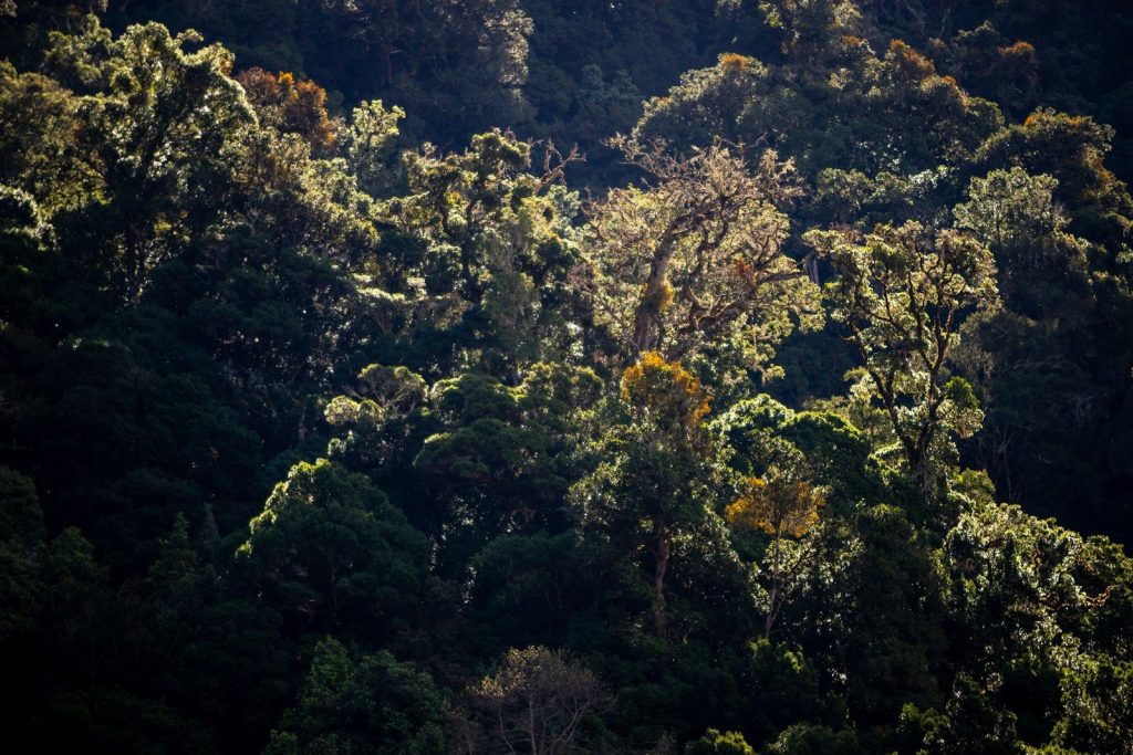 A forest filled with lots of green trees