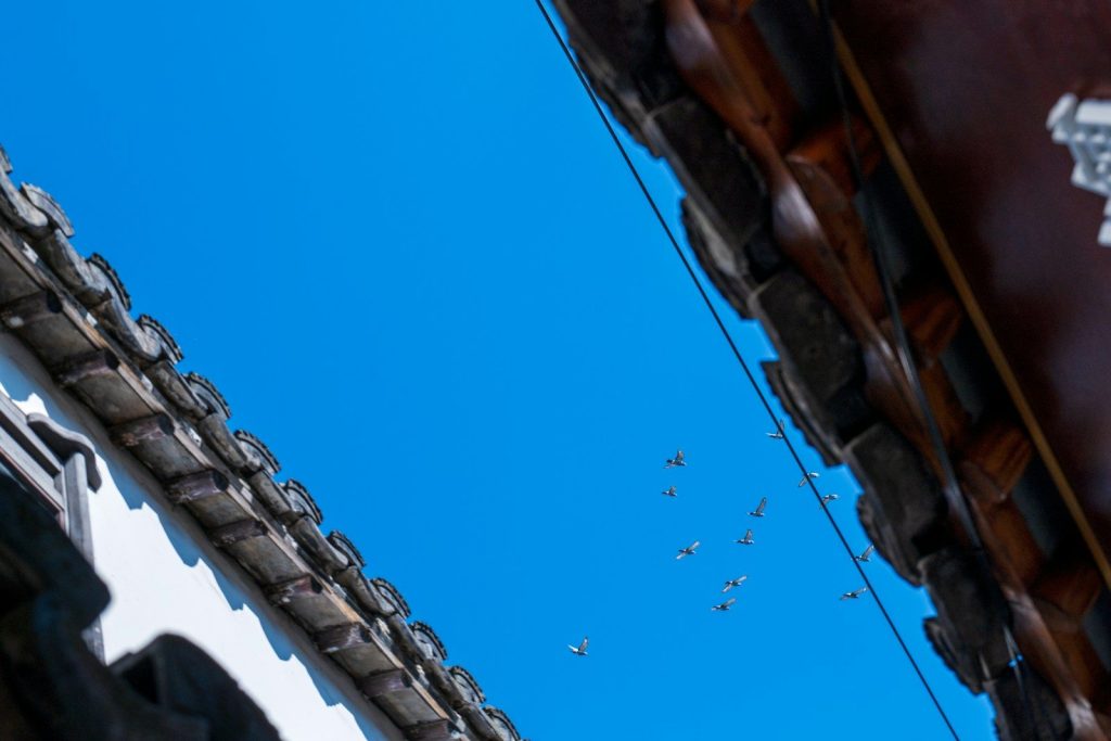 Birds flying in a clear blue sky between buildings.