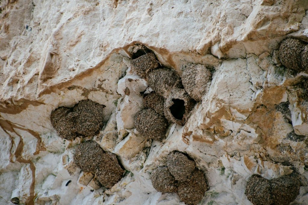 A close up of a rock formation with a bird perched on top of it