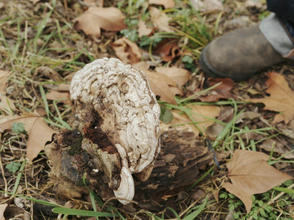 A large mushroom grows on a tree stump.