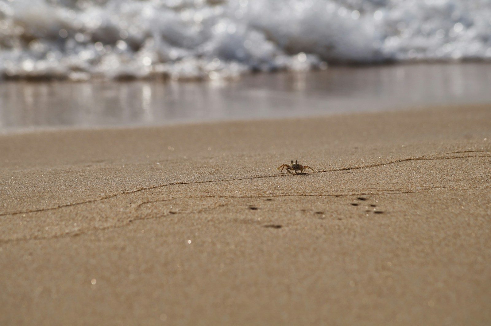 brown crab on brown sand during daytime