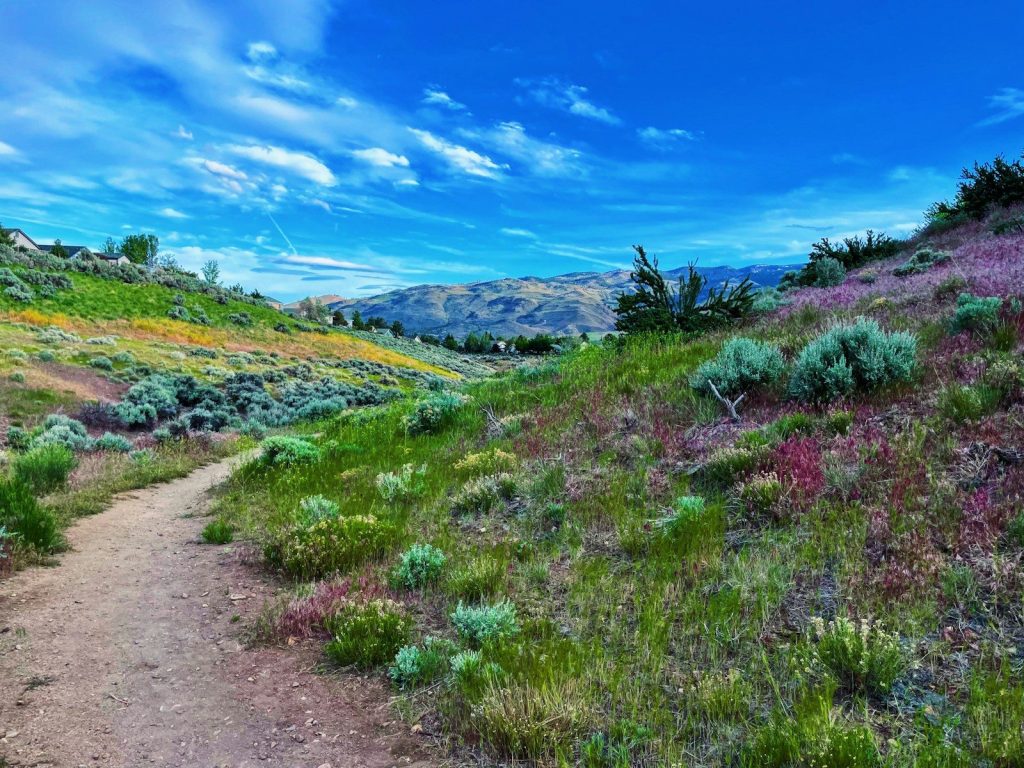 a dirt path going through a lush green hillside