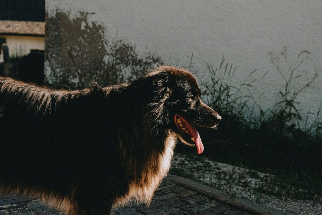 A shaggy brown dog with its tongue out.