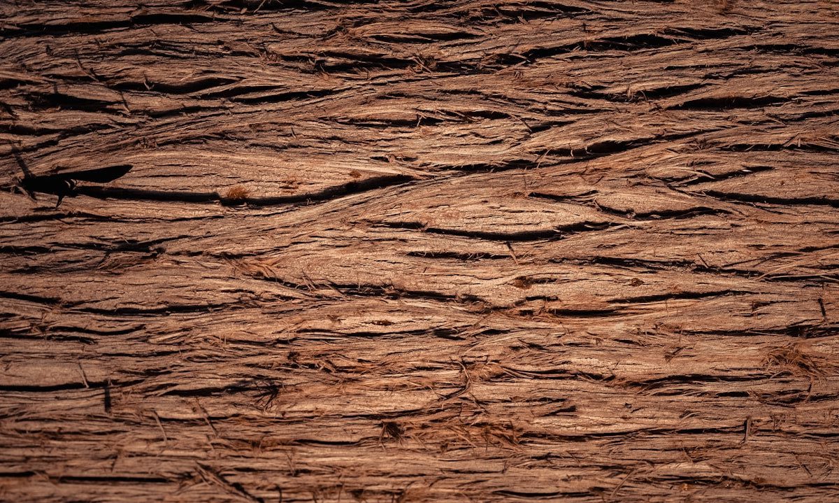 brown and black tree trunk