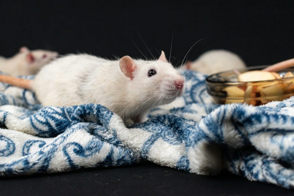 a group of mice sitting on top of a blanket