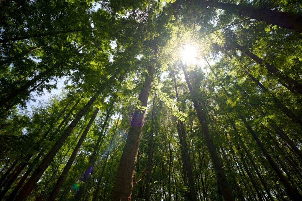Sunlight filtering through tall green trees in a forest.