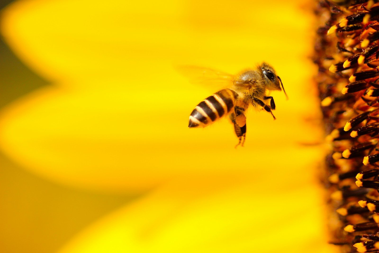 Why bees matter far beyond making honey