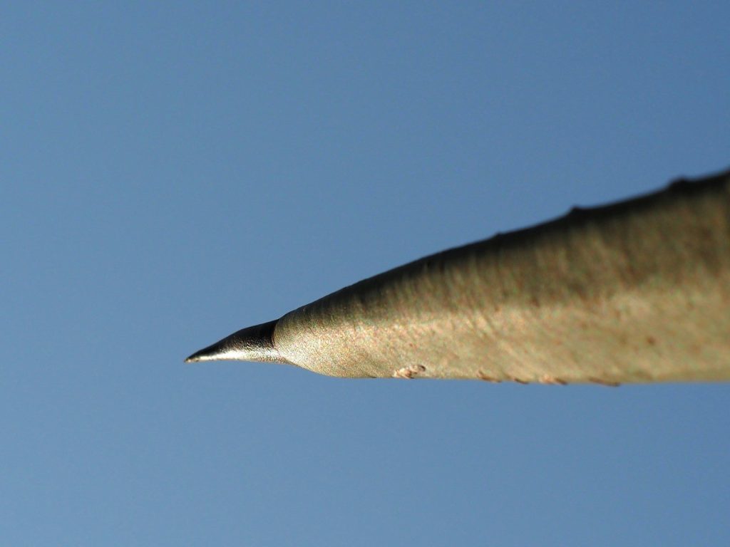 a close up of the tip of a leaf against a blue sky