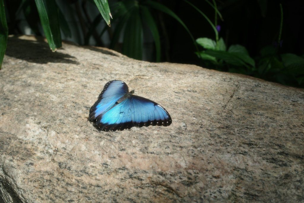 A vibrant blue butterfly rests on a textured rock.