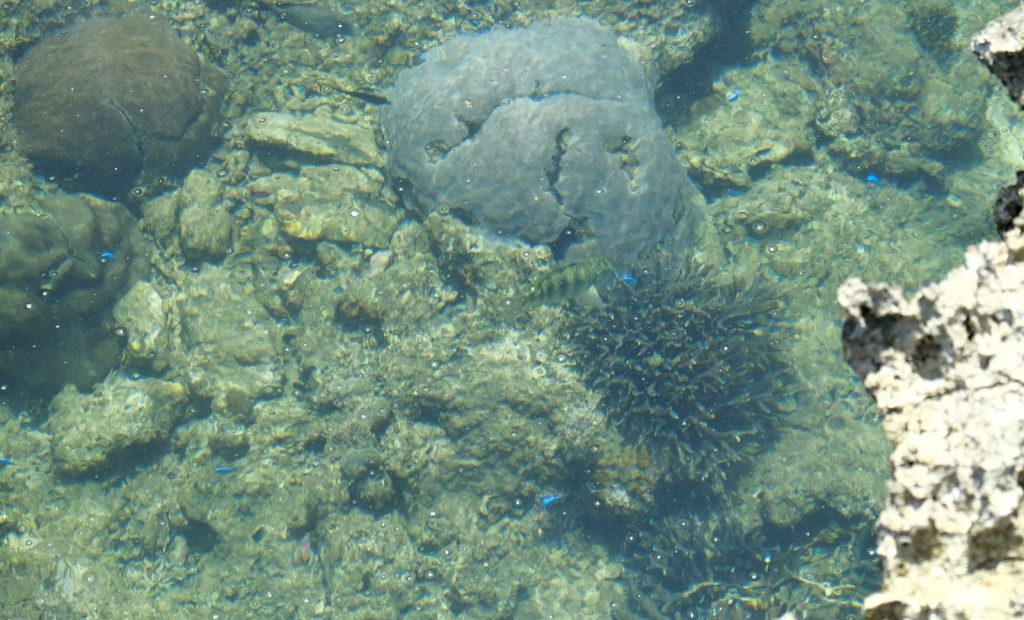 a group of fish swimming in a body of water