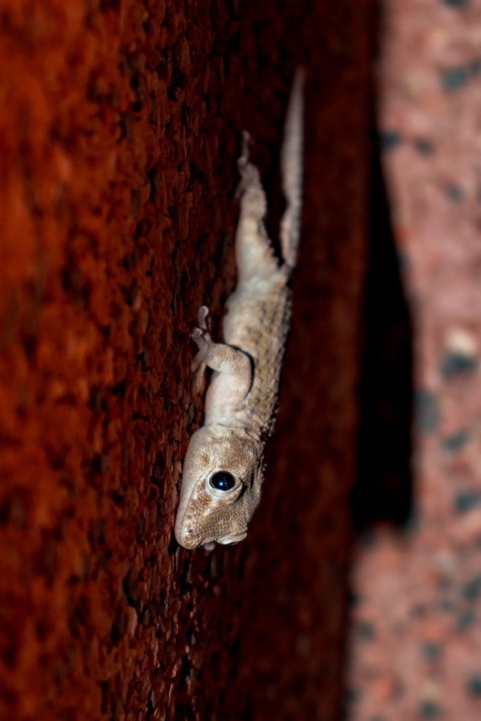 A gecko clings to a rough, red brick wall.
