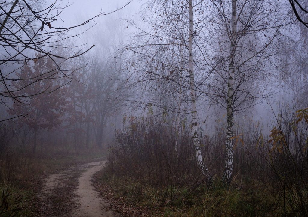 a path through a forest in the fog