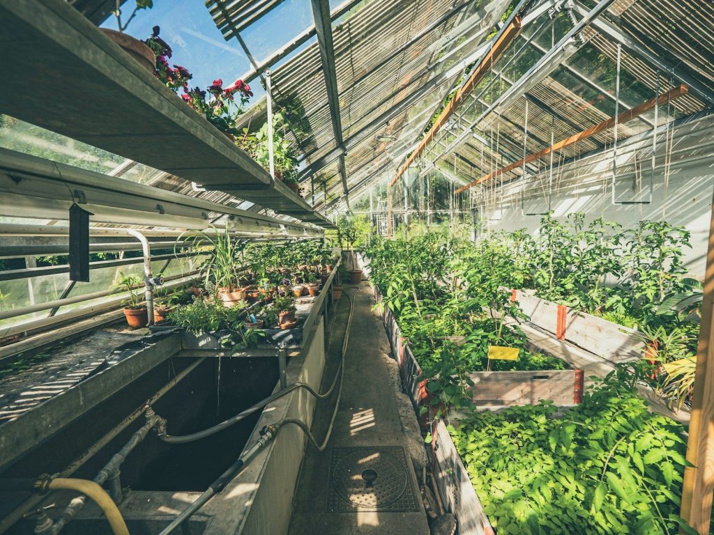 a greenhouse with plants