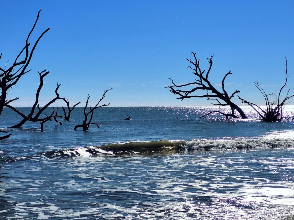 A body of water surrounded by dead trees