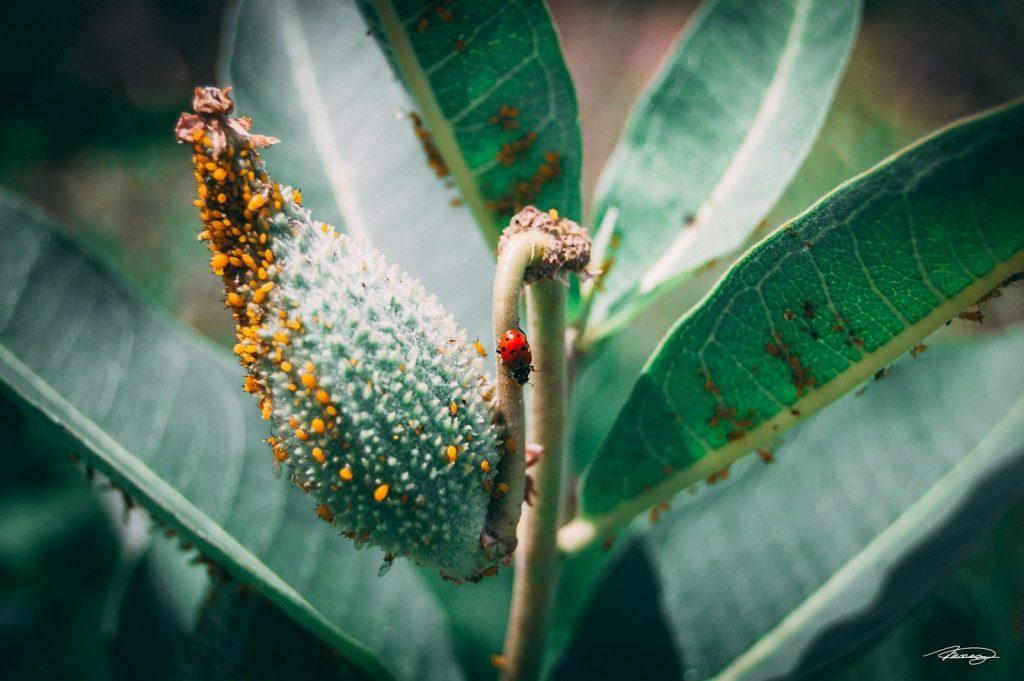 a close up of a leaf with a bug on it