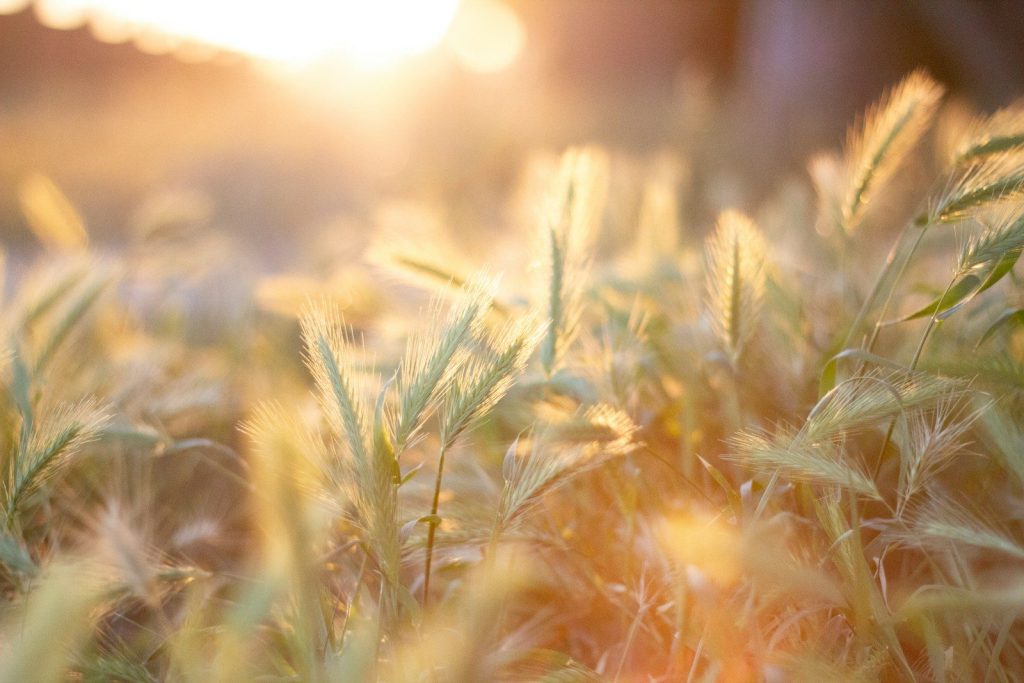 a field of grass with the sun shining in the background